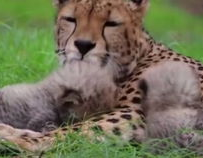 小姐姐白虎剪辑,剪辑中的魅力绽放